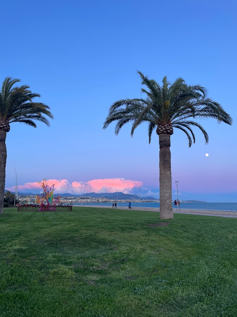 Palm trees on the Nice seafront with the Alps in the distance